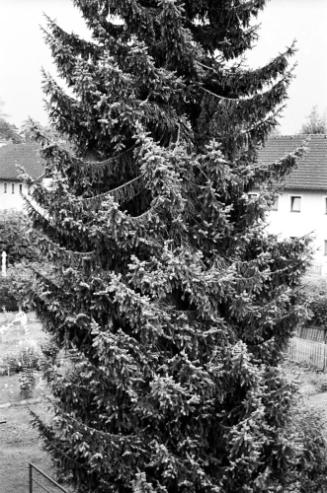 Die Südtiroler Siedlung oder Das Gedächnis der Häuser, der Pflanzen und der Vögel
