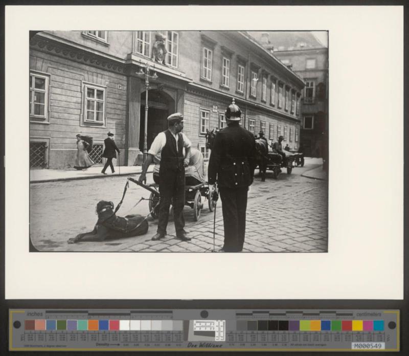 Der Hund als Zugtier 1