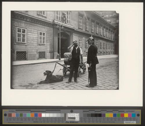 Der Hund als Zugtier 2