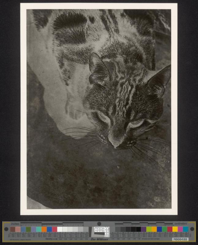 Katze