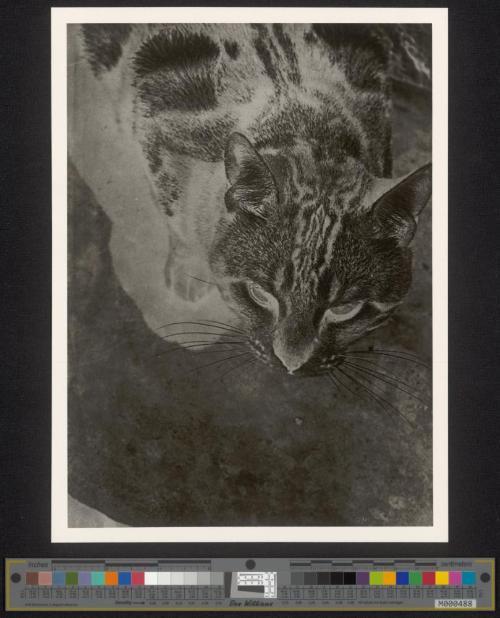 Katze