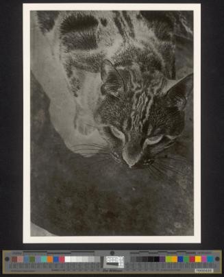 Katze