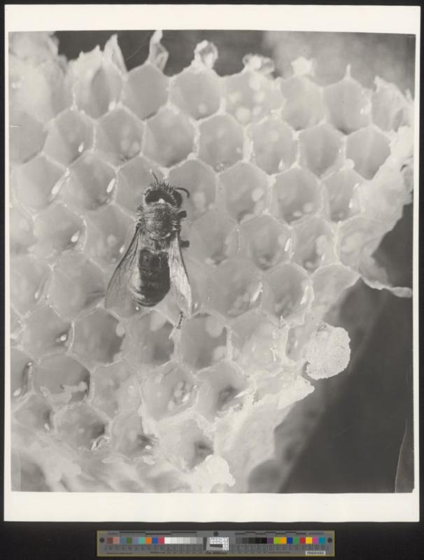 Bienenwabe