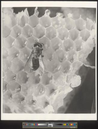 Bienenwabe