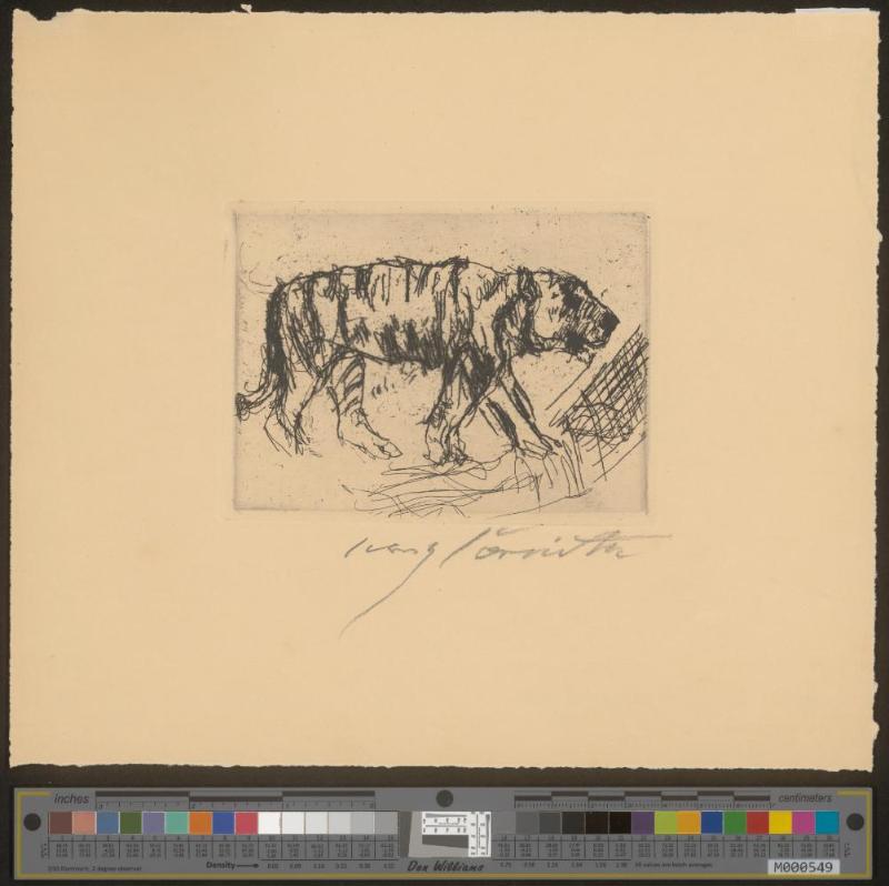 Schreitender Tiger