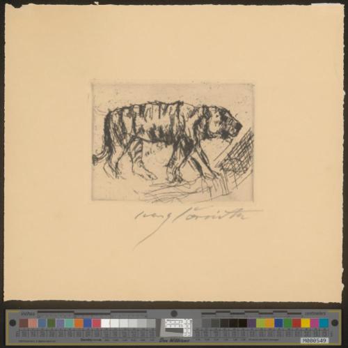 Schreitender Tiger
