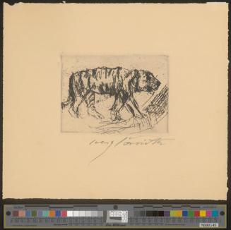 Schreitender Tiger