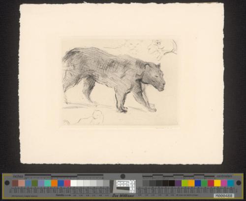 Schwarzer Jaguar, schreitend