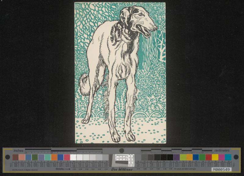 Windhund