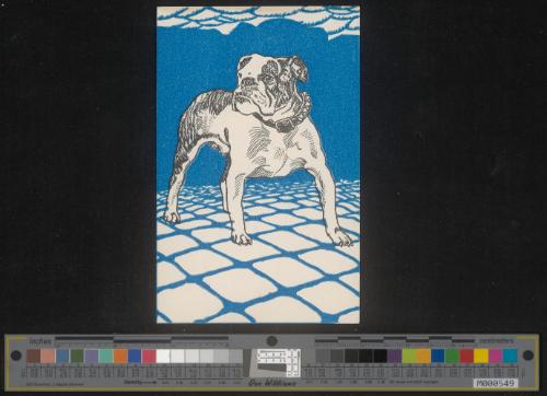 Bulldogge
