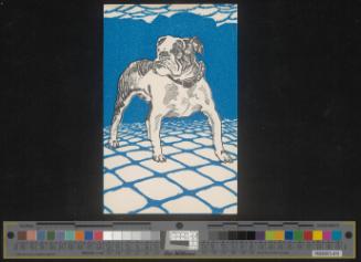 Bulldogge