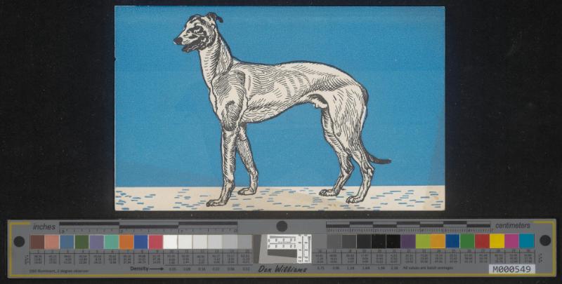 Windhund