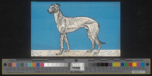 Windhund
