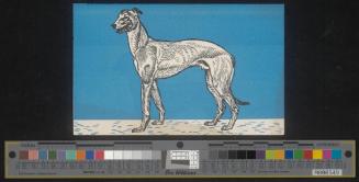 Windhund
