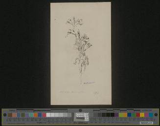 Blumenstudie