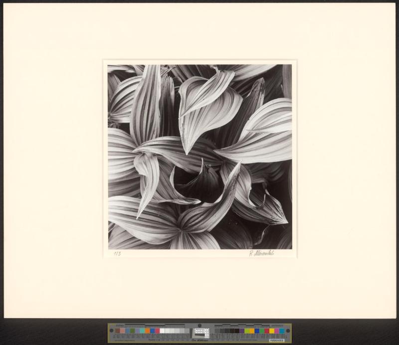 Ohne Titel
