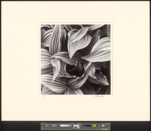 Ohne Titel