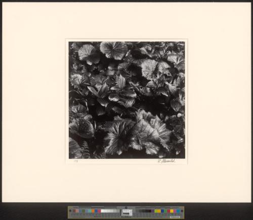 Ohne Titel