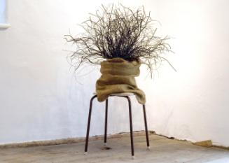 Hairy Plant