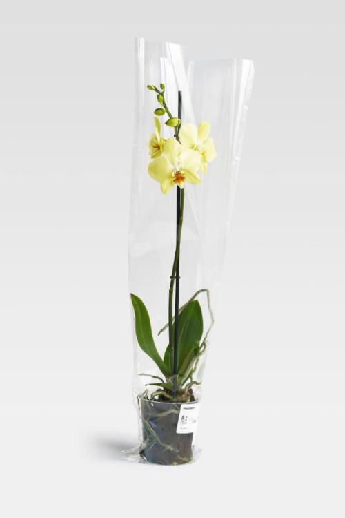 IKEA Orchid #01