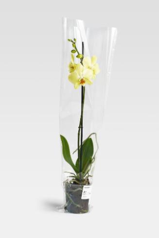 IKEA Orchid #01