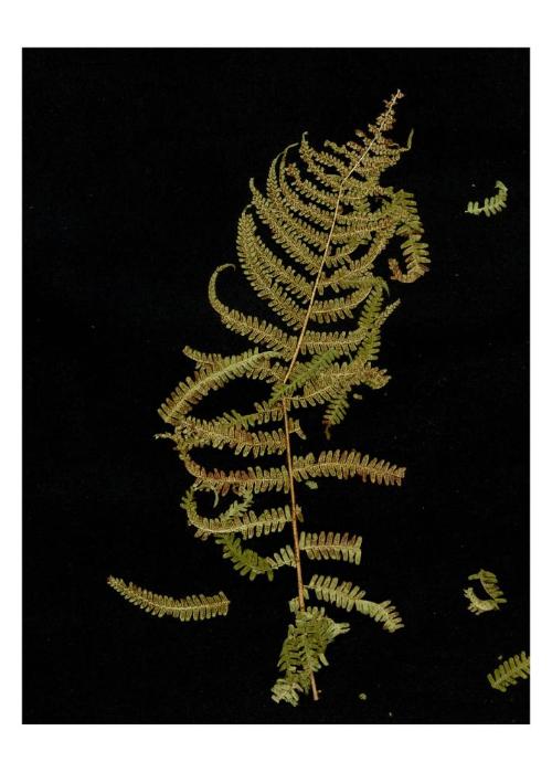 Fougère, camp de Gurs